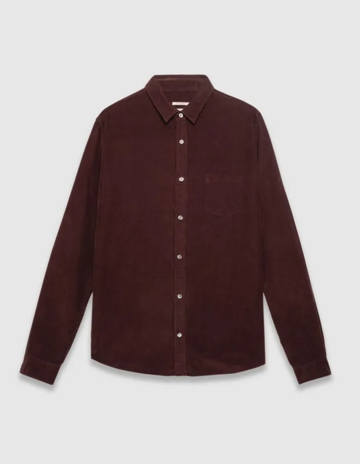 Chemise regular prune coton bio velours milleraies Homme